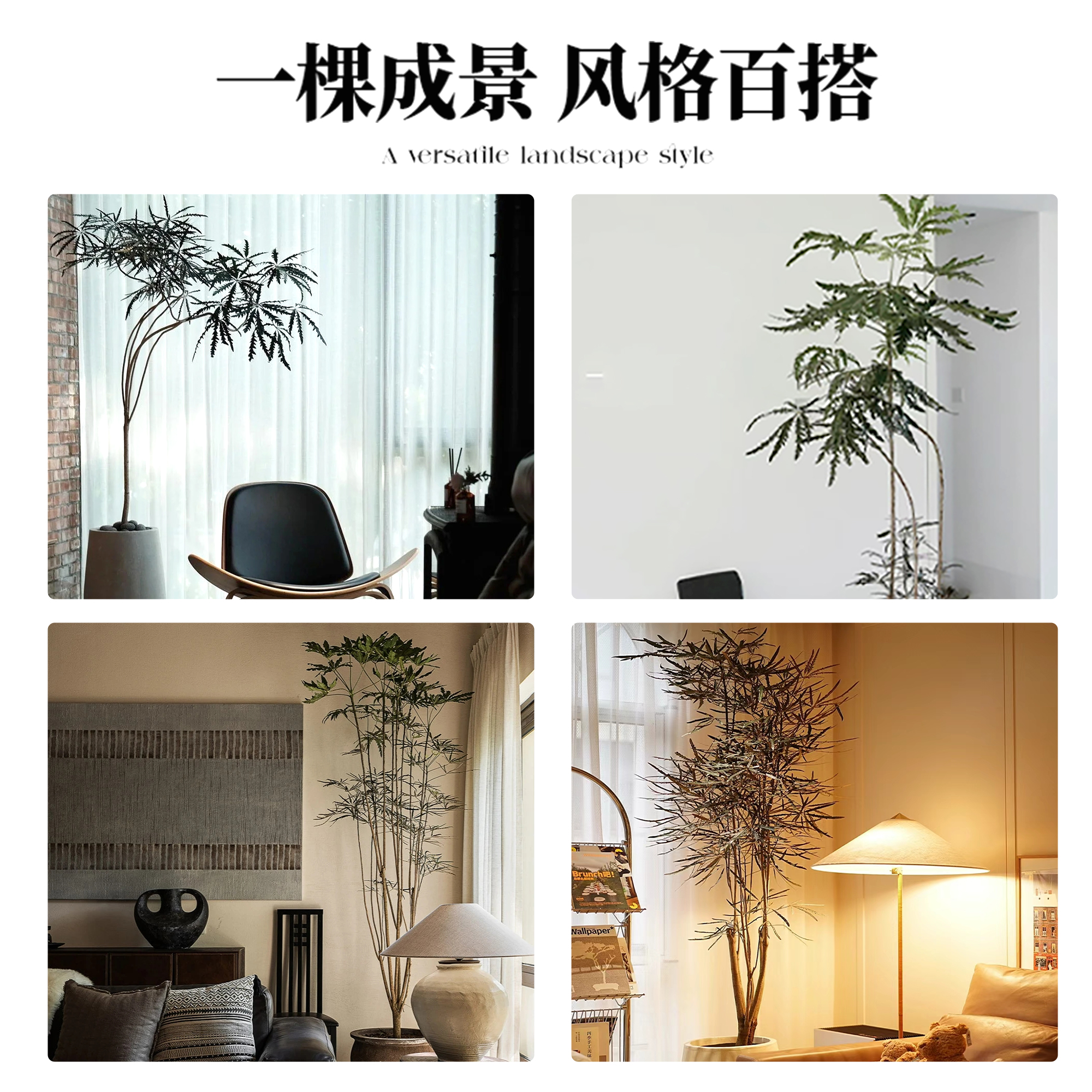 孔雀木绿植室内大型盆栽客厅办公室网红观叶植物落地大号四季好养 - 图3