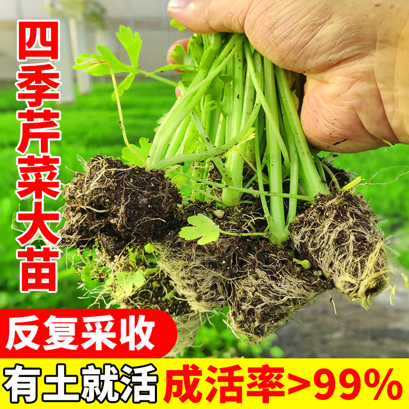 芹菜苗秧蔬菜苗种子籽孑阳台种植四季播番茄苗耐寒易活小香芹批发