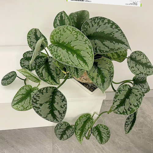 大叶银斑葛小叶水培室内垂吊绿植长藤花绿萝植物办公室桌面盆栽 - 图0