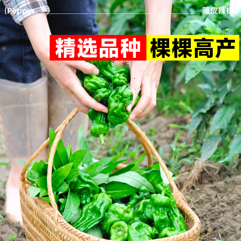 薄皮辣椒种子耐热高产春季种青椒肉椒螺丝椒辣椒种籽孑蔬菜苗秧苗,淘宝优惠券,粉丝福利购,淘宝优惠卷