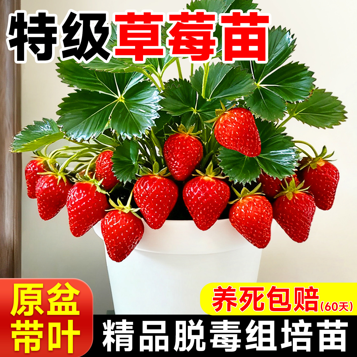特大草莓苗秧盆栽带果四季结果红颜丹东99草莓苗室内阳台绿植物,淘宝优惠券,粉丝福利购,淘宝优惠卷
