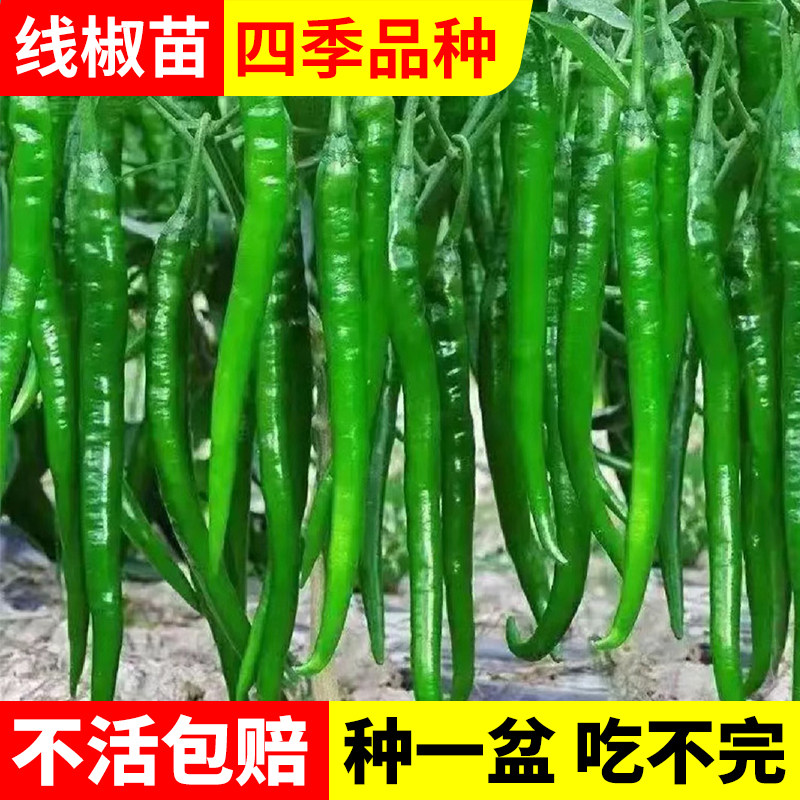 线椒种籽辣椒苗秧苗薄皮杭椒种子阳台四季春季蔬菜苗辣椒种孑大全_虎窝淘