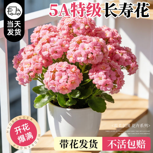长寿花盆栽重瓣大花花苗四季开花卉带花苞云南室内阳台好养绿植物 - 图0