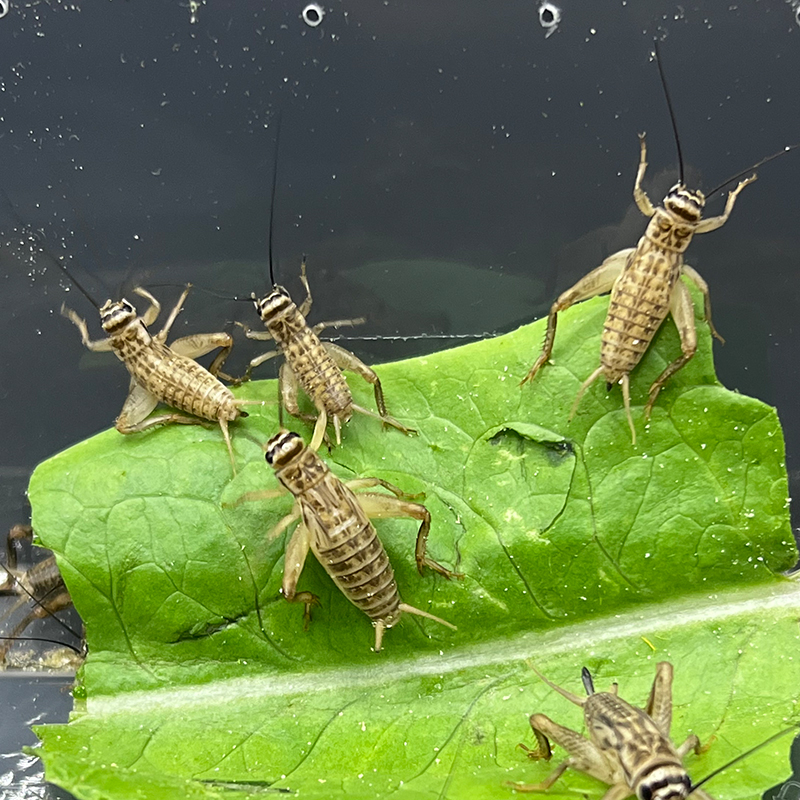 爬宠食物蟋蟀活体白蟋蟀蛐蛐蜥蜴守宫鬃狮蜘蛛蝎子粮食活食樱桃红-图2