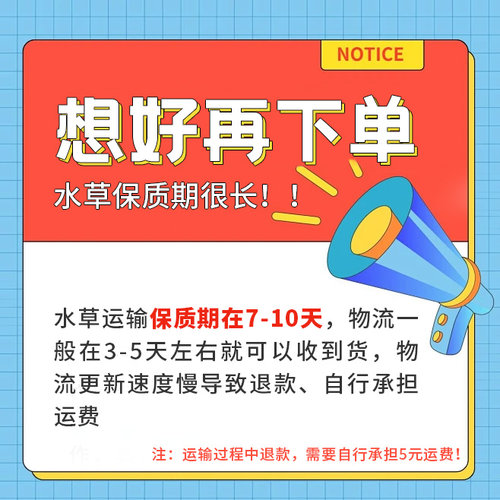 新叶底红草缸造景中后景水草自养水下叶淡水宫廷丁香无需CO2淡水-图1