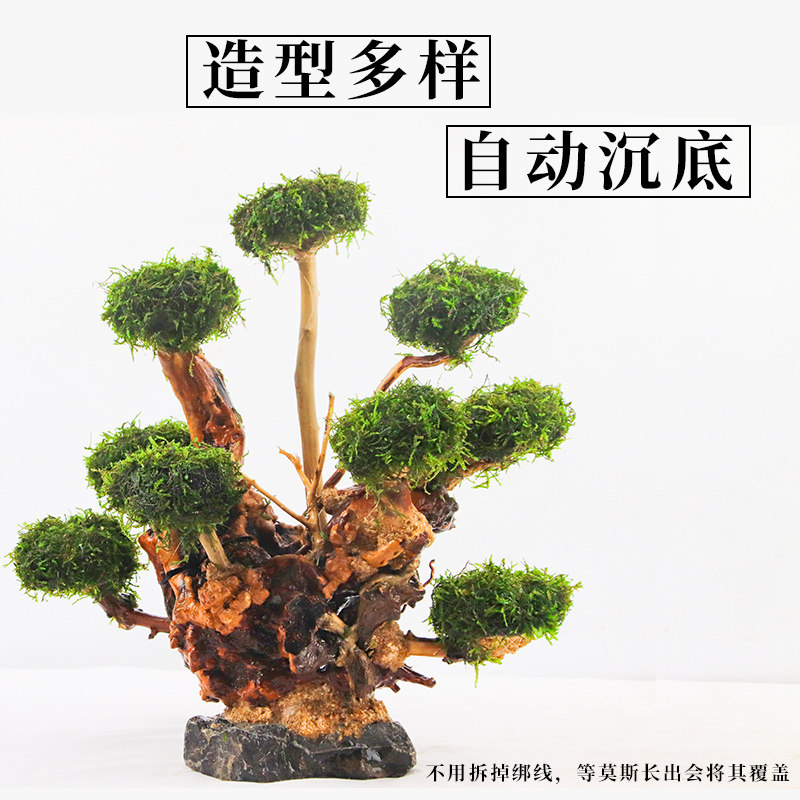 成品莫斯树入缸成景水草沉木懒人活体淡水阴性植物无底沙鱼缸造景 好券嘟嘟