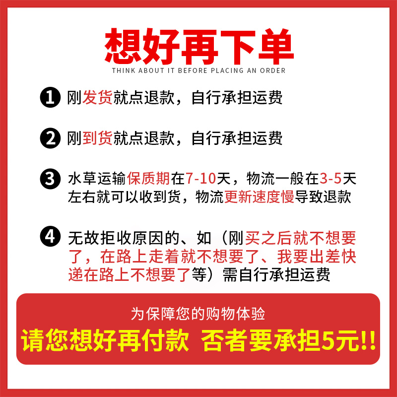 紫红丁香中后景有茎类活体水草鱼缸装饰用淡水植物易发色荷兰造景 - 图3