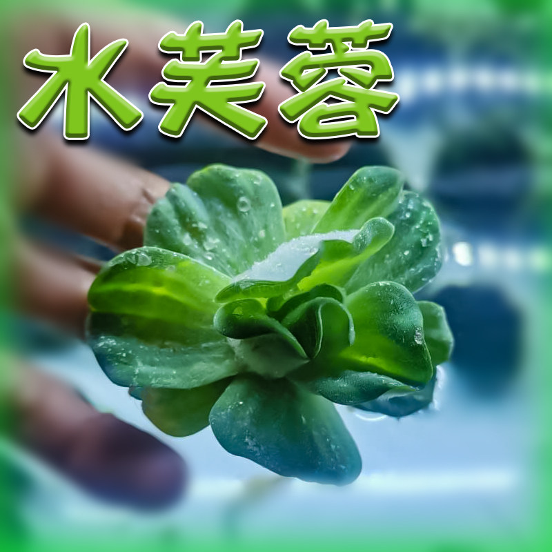 水芙蓉浮萍养龟养鱼养虾躲避水草池塘增氧气净化水质除油膜氨浮性 小精灵水草屋 淘优券