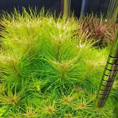 火花百叶水草淡水下叶阳性草鱼缸造景懒人入门增氧植物非套餐包邮 - 图0