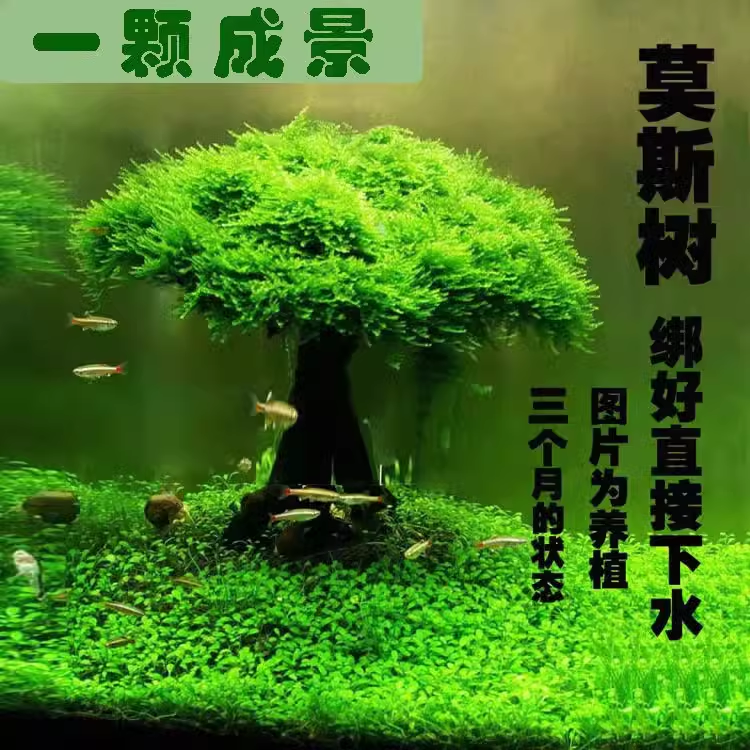 莫斯树鱼缸树真树沉木水草懒人造景无需底沙大蘑菇头鱼缸造景摆件-图0