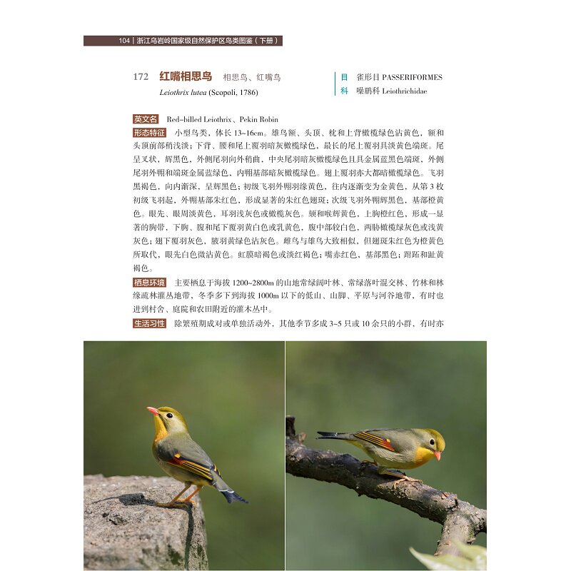 浙江乌岩岭国家级自然保护区鸟类图鉴(下册) 雷祖培,张芬耀,翁国杭 编 生命科学/生物学专业科技 新华书店正版图书籍