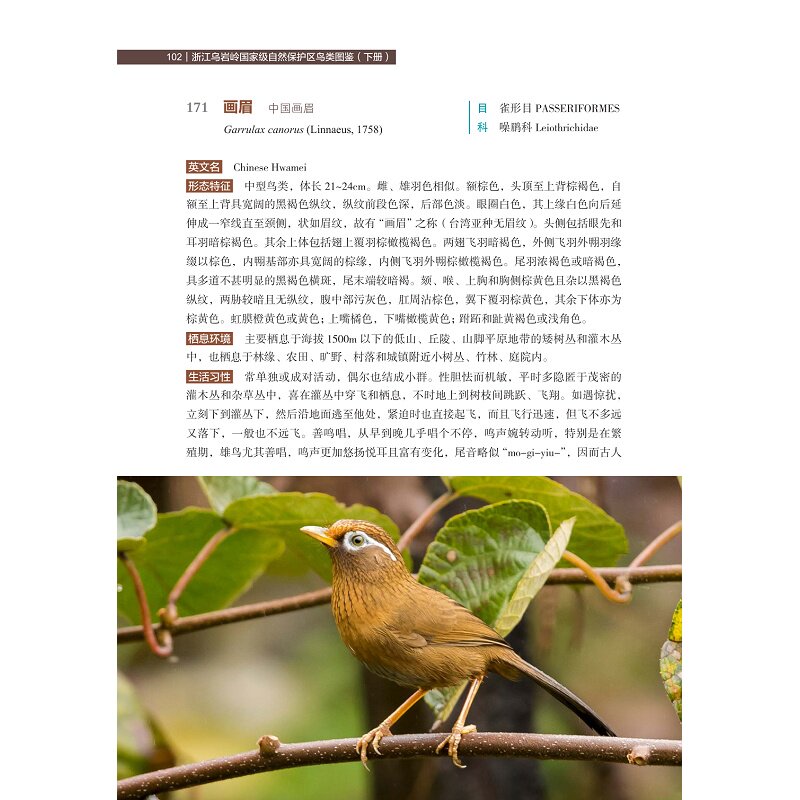 浙江乌岩岭国家级自然保护区鸟类图鉴(下册) 雷祖培,张芬耀,翁国杭 编 生命科学/生物学专业科技 新华书店正版图书籍