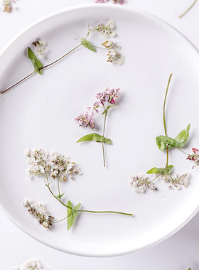 荞麦花 天然真花植物标本DIY滴胶压花手机壳美甲拍照脸部装饰相框