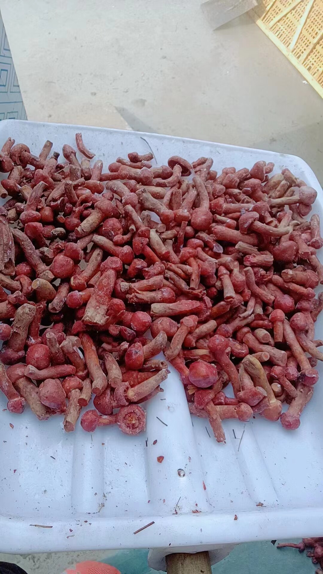 东北特产红蘑野生红蘑菇750克松树伞松蘑菇肉蘑钉菌新鲜盐渍包邮