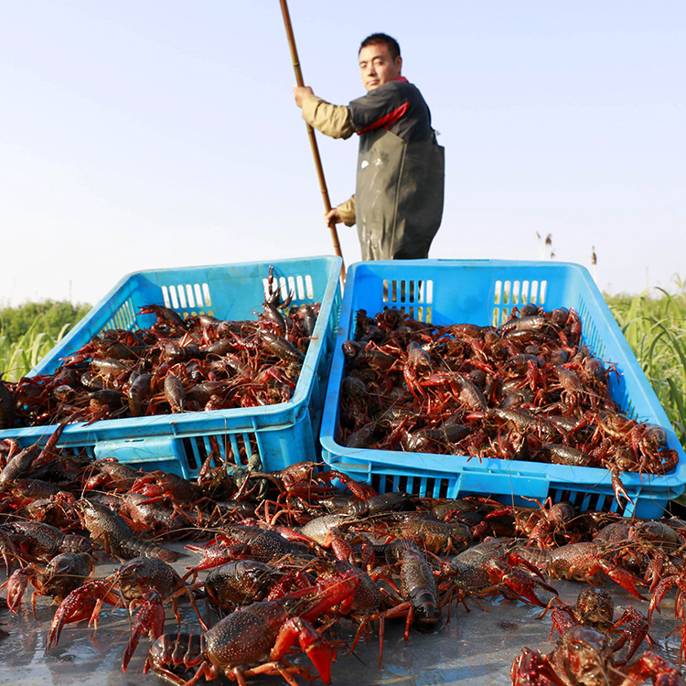 舌尖上的胶东小龙虾尾冷冻鲜活特级鲜冻大号麻辣龙虾球新鲜生冻非即食海鲜3斤1