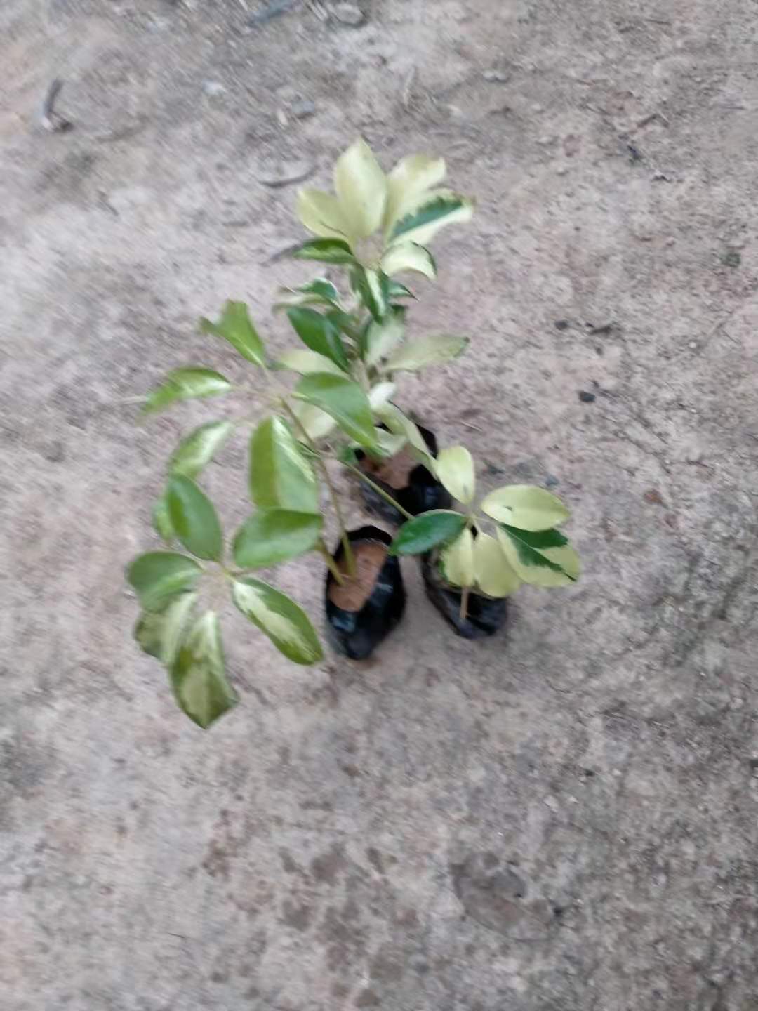 花叶鸭脚木鸭掌木招财树七叶莲鹅掌柴室内盆栽净化空气吸甲醛-图0