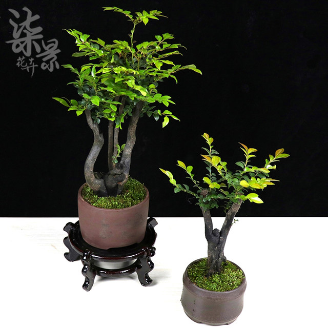 Lobular Red Sandalwood Trees Sandalwood Tree Stump Indoor Balcony Bonsai Plants Potted Flowers Hardy Evergreen Plant