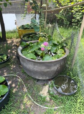 大水缸储水家用陶瓷大号养鱼瓦缸粗陶缸陶土小瓷睡莲盆