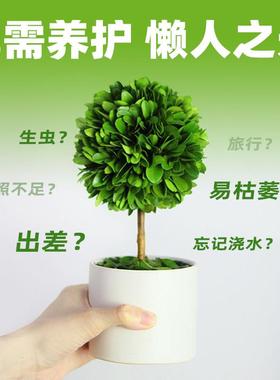 办公室桌面绿植摆件情绪稳定神器工位解压小盆栽室内客厅旺宅植物