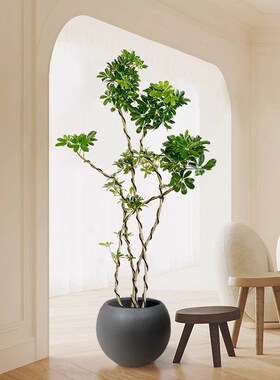 造型鸭脚木客厅大盆栽绿植真树办公室内落地大型绿色植物四季好养