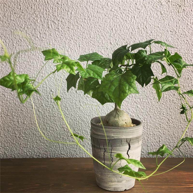 银叶睡布袋 钱袋子 多肉植物网红葫芦科块根爬藤球状盆栽好养绿植,淘宝优惠券,粉丝福利购,淘宝优惠卷