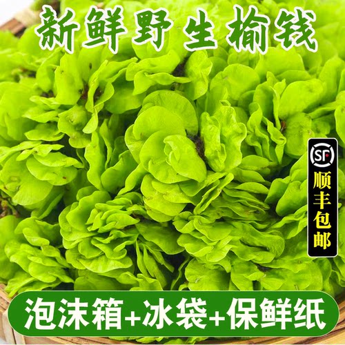 2026新鲜榆钱现摘野生当季野菜榆树钱串子窝窝头食材余钱产地直销 - 图1
