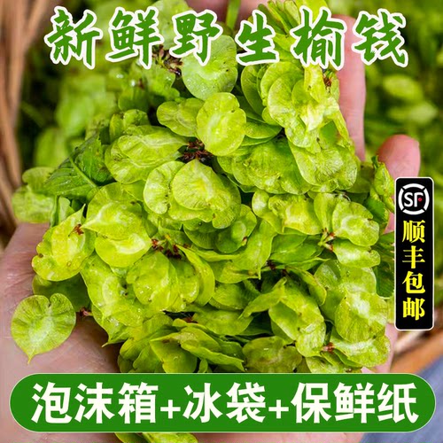 2026新鲜榆钱现摘野生当季野菜榆树钱串子窝窝头食材余钱产地直销 - 图3