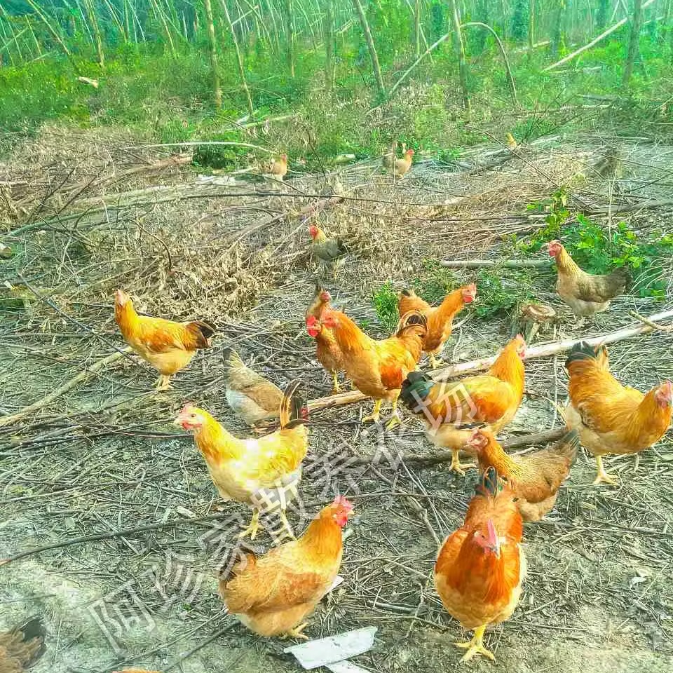 农家散养老阉鸡 脆皮大扇鸡线鸡清远鸡正宗走地鸡太监土鸡活体5斤 - 图1