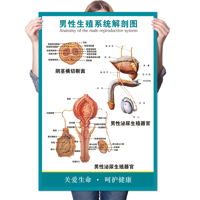 医院男性泌尿科生殖器解剖知识挂图墙贴泌尿生殖系统示意图挂画-图3