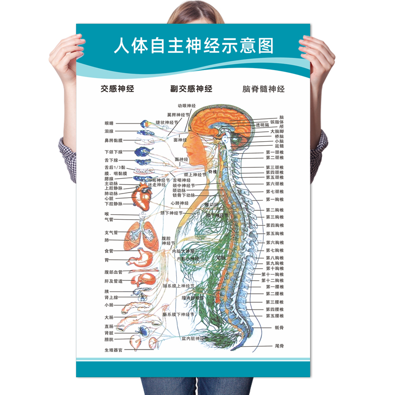 自主神经系统示意图脑神经三叉脊椎神经医院人体器官解剖图挂图 - 图3