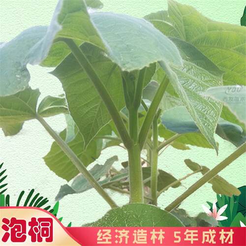 泡桐树苗白花泡桐苗大果泡桐苗空桐木苗水桐桐木苗紫花树毛桐树苗 - 图0