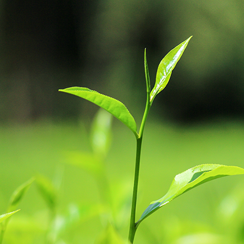 遵义湄潭翠芽绿茶2022新茶毛尖雀舌茶贵州茶叶100克特级罐装包邮