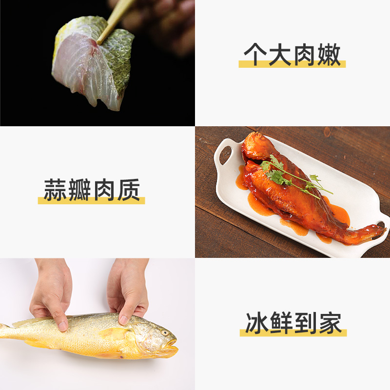 菜帮旗舰店冰鲜大黄鱼黄花鱼大新鲜小黄鱼新鲜冷冻整箱鲜活生鲜深海水产海鱼1