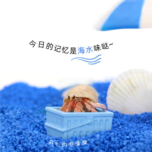 陌派小豆丁寄居蟹活体～寄居蟹新手饲养套餐积木盒萌宠儿童礼物 - 图2