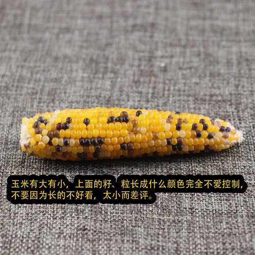 松鼠大眼飞鼠鹦鹉仓鼠兔子荷兰猪用品磨牙零食粮食饲料迷你小玉米 - 图2