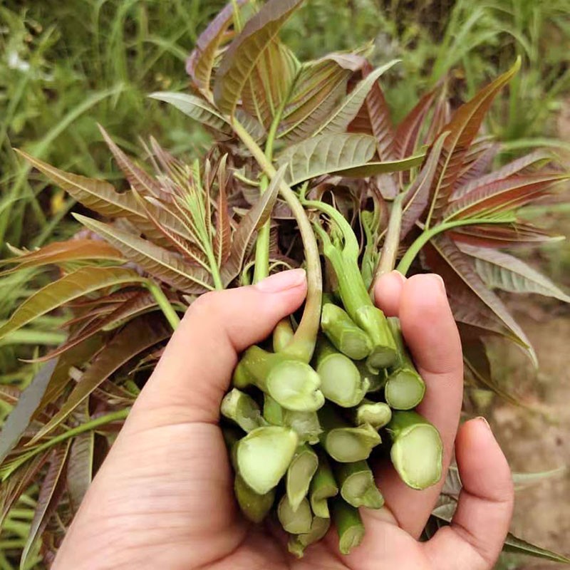 现摘四川大竹红油香椿时令蔬菜嫩香椿芽春天现摘现发 - 图2