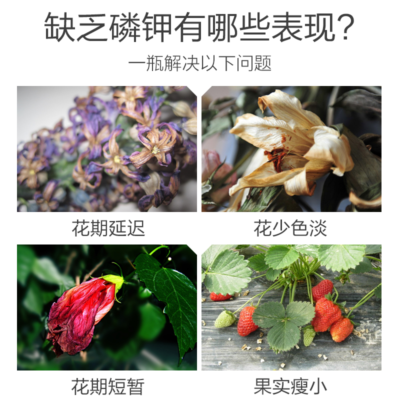 磷酸二氢钾叶面肥水溶肥养花肥料高磷钾栀子花茉莉花三角梅促花肥 - 图1