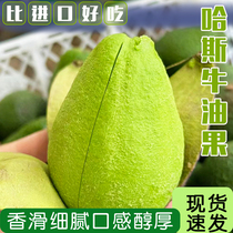Domestic cow oil fruit Yunnan Meng Lian butter fruit When the season Hass Haas avocado is now removed without black silk fine and mellow