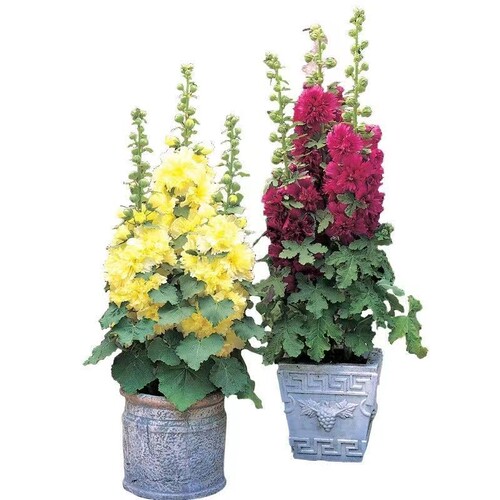 现货重瓣蜀葵花苗桃子与梦多花色好养庭院花卉盆栽 - 图3