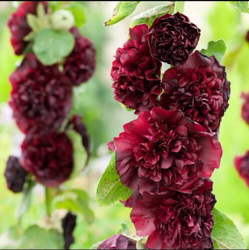 现货重瓣蜀葵花苗桃子与梦多花色好养庭院花卉盆栽 - 图1