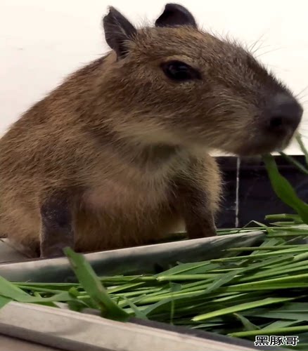 新鲜甜象草1斤 兔子鲜草荷兰猪水豚鼠宠物粮草新型皇竹草新鲜牧草 - 图2