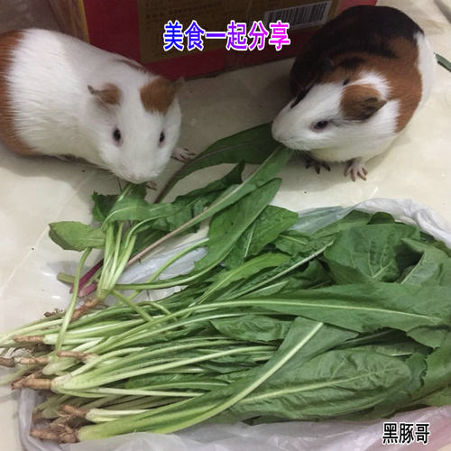 新鲜菊苣草半斤 现割发货牧草荷兰猪龙猫豚鼠鹅兔子土拨鼠非干草 - 图2