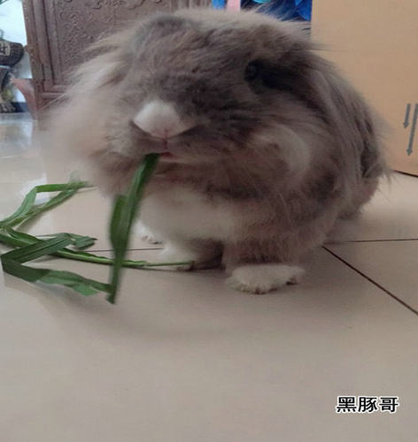 新鲜甜象草1斤 兔子鲜草荷兰猪水豚鼠宠物粮草新型皇竹草新鲜牧草 - 图1