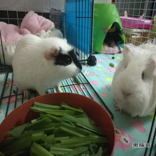 新鲜甜象草1斤 兔子鲜草荷兰猪水豚鼠宠物粮草新型皇竹草新鲜牧草 - 图0