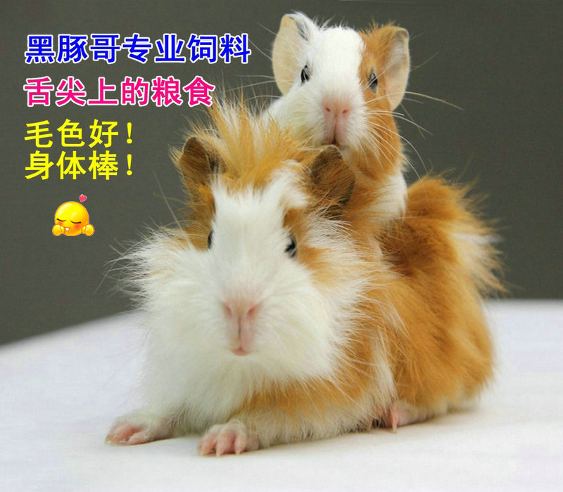 荷兰猪豚鼠粮食天竺鼠饲料 除臭抗球虫含VC兔子草料专业主粮2斤装 - 图2