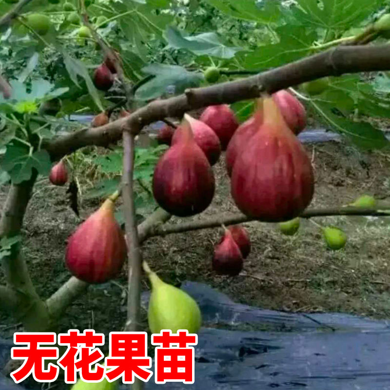 无花果树苗广西树苗 当年结果盆栽地栽南方种北方种四季种植果苗 - 图1