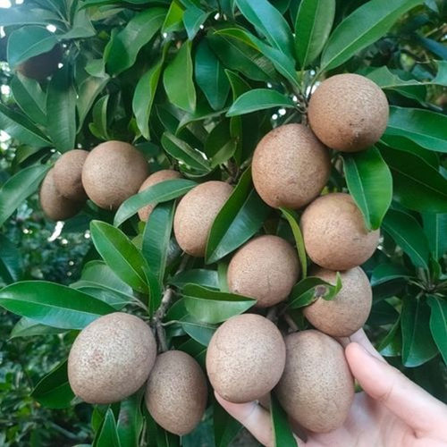 人心果苗优质品种水果王超甜盆栽地栽香瓜茄人参果苗当年挂果 - 图2