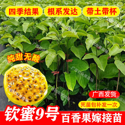 纯甜钦蜜9号黄金百香果树苗嫁接苗当年结果四季阳台庭院盆栽地栽 - 图1