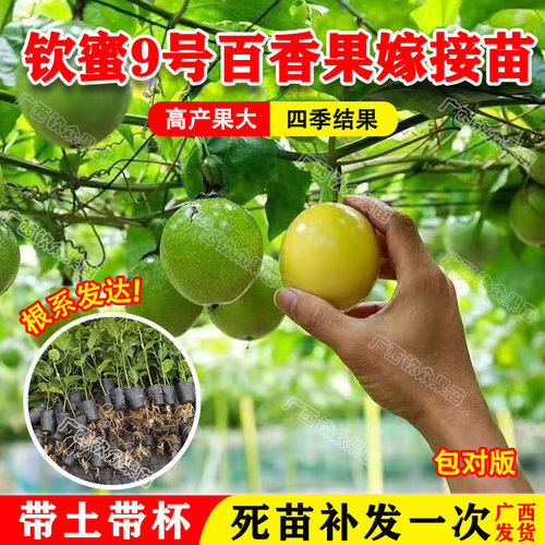 纯甜钦蜜9号黄金百香果树苗嫁接苗当年结果四季阳台庭院盆栽地栽 - 图0