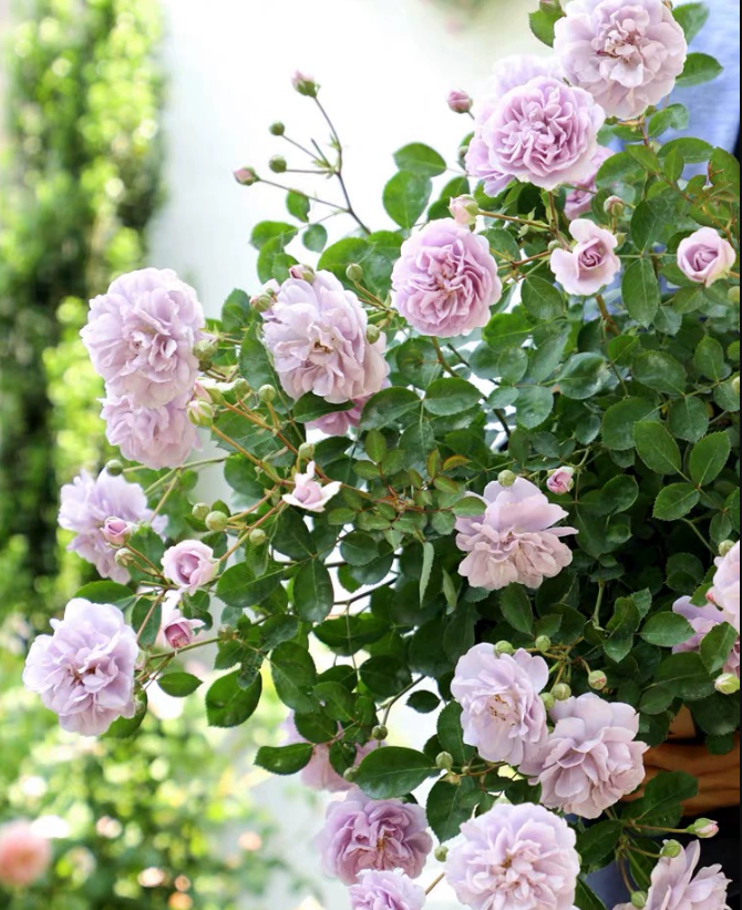 【蓝色阴雨】 阳台庭院天台种植月季玫瑰 多季节开花盆栽 - 图1